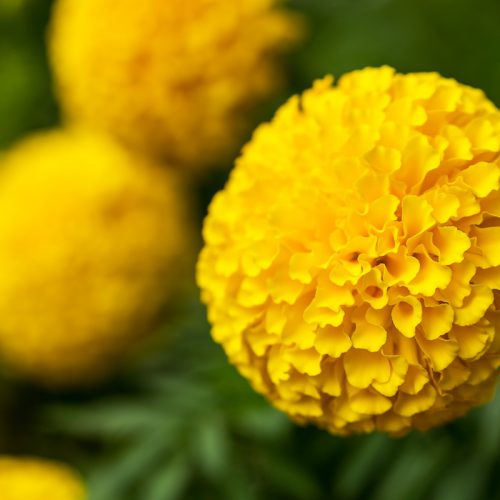 Marigold (French) (Tagetes patula) - Psychic Abilities