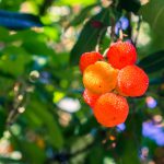 Ornamental Strawberry tree (Arbutus unedo) fruits, San Francisco bay area, California