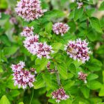 Biene in Oregano