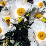 White flowers of California tree poppy