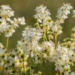 Meadowsweet, Filipendula ulmaria, flowering plants
