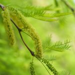 Native Honey mesquite(Prosopis glandulosa) tree in bloom