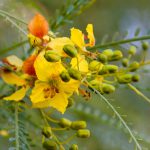 Cercidium: Mexican Palo Verde Tree(Parkinsonia aculeata)This native of the deserts of Arizona is a very drought tolerant tree, great for succulent gardens. tolerant tree, great for succulent gardens.