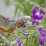 Magnificent hummingbird eating a Salvia leucantha flower