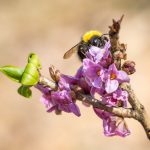 Pink flowers of Daphne mezereum with bumble-bee
