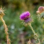 Milk Thistle Plant, Carduus Marianus