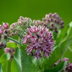 Common Milkweed, Asclepias syriaca