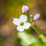 Milkmaid (Cardamine californica) flowers blooming in winter in a forest, California