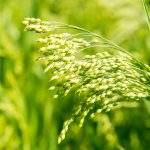 millet plant Panicum miliaceum L.