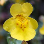 Common monkeyflower (Mimulus guttatus), Fall Creek Road, Willamette National Forest, Oregon, USA