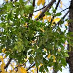 Mistletoe growing on a tree