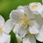 Philadelphus lewisii