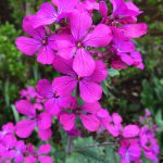 Lunaria annua - also known as Honesty