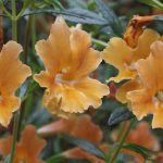 Mimulus aurantiacus / Mimule