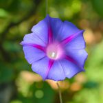 Ipomoea purpurea (Purple morning glory) flower, shallow depth