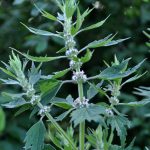 In the meadow among the herbs grow motherwort