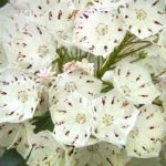 Mountain laurel flowers in springtime, Case Mountain, Manchester, Connecticut.
