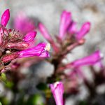 Close up of Mountain Pride (Penstemon newberryi) wildflowers blooming in Yosemite National Park, Sierra Nevada mountains, California