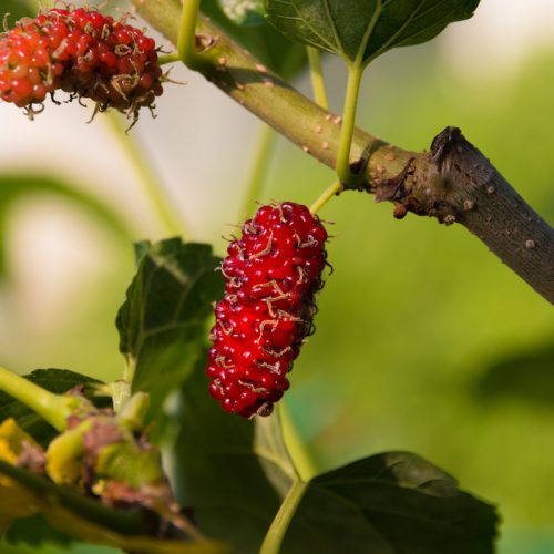 Mulberry (Red) (Morus rubra) - Sense of Purpose
