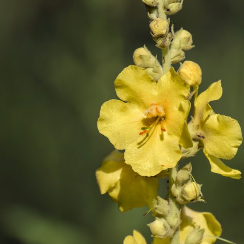 Mullein (Verbascum thapsus) - Initiative & Persistence