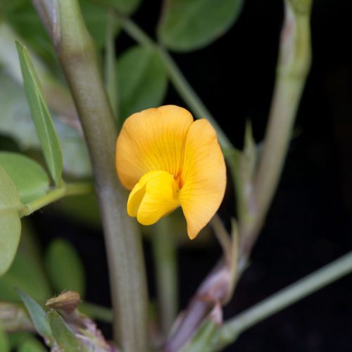 Peanut (Arachis Hypogaea) - Stress
