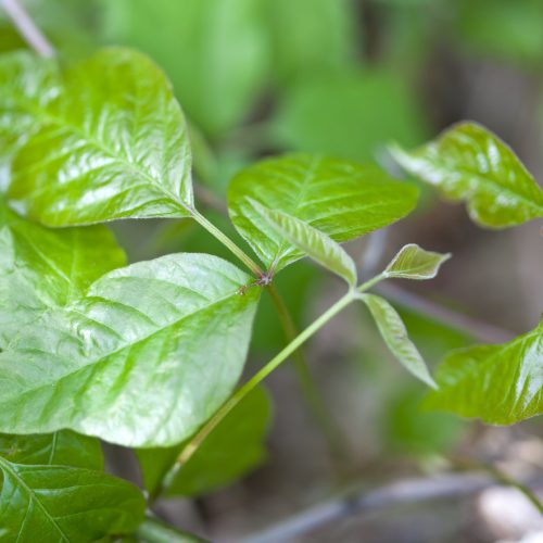 Poison Ivy (Rhus Toxicodendron) - Etheric Strengthener