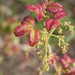 New Red Poison Oak Leaves Blooming In Early Spring Close Up High Quality