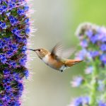 Hummingbird