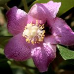 Lagunaria patersonii
