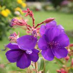 fleur de tibouchine