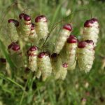 Greater Quaking Grass