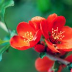 Flowering quince (Chaenomeles speciosa, Chinese or Japanese quince, zhou pi mugua)