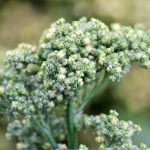 Quinoa plant growing background superfood sprouted quinoa seed food crop grows at farm with copy space stock, photo, photograph, picture, image,