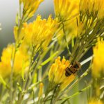 European Honeybee on Rabbitbrush
