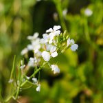 Raphanus sativus flower