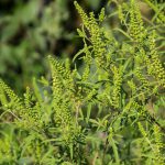 Ragweed plants