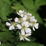 White raspberry flowers