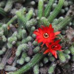 Flowers of Rats Tail cactus with rain drops