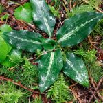 Rattlesnake plantain, Lookout Creek Old-growth trail, H.J. Andrews Experimental Forest, Oregon, USA