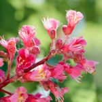 Aesculus x Carnea, or Red Horse-chestnut Flower