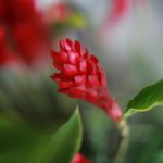 Selective closeup shot of red alpinia purpurata or ginger flowers