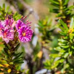 Close up of Purple mountain heath