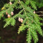 twig of a redwood tree with cones