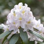 White flowers of a Rhododendron. Beautiful white rhododendron flower in garden with magic bokeh.