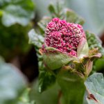 The rhubarb are in blossom (flower head).