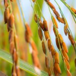 Oryza sativa