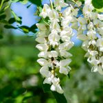 Flowering branches with white flowers of Robinia pseudoacacia (Black Locust, False Acacia) in spring. Selective focus and close-up