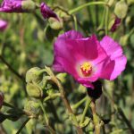 "Rock Purslane" flower (or Redmaid) in St. Gallen, Switzerland. Its Latin name is Calandrinia Grandiflora (Syn Cistanthe Grandiflora), native to Chile.