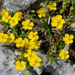 eliantemo (helianthemum nummularium)
