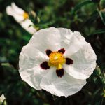 Cistus cultivar